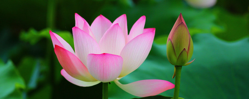 荷花可以吃吗 观赏荷花可以吃吗