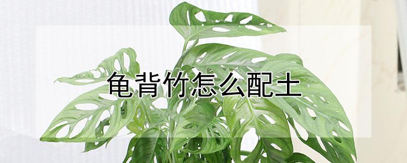 龟背竹怎么配土（龟背竹盆土配制）