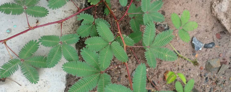 含羞草枯萎了怎么办（含羞草要枯了怎么挽救）