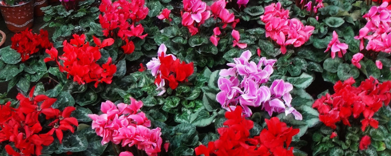 仙客来冬天怎么养（仙客来冬天怎么养家庭养法）