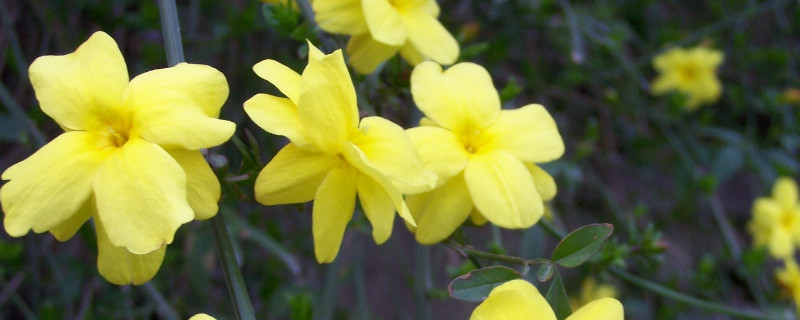 迎春花与探春花的区别（迎春花和探春的区别）