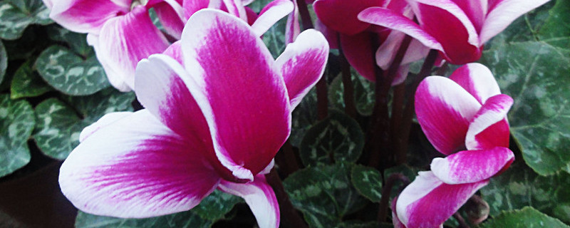 仙客来多久浇一次水（仙客来多少天浇一次水）