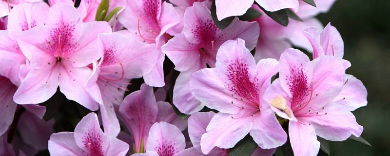 送杜鹃花的意思是什么(送杜鹃花表示什么)