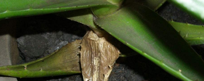 芦荟叶子干瘪能恢复吗 芦荟叶片干瘪还能恢复吗