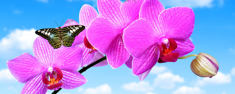 蝴蝶兰秋季如何养(这个季节蝴蝶兰怎么养)