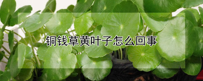 铜钱草黄叶子怎么回事（铜钱草出现黄叶怎么办）
