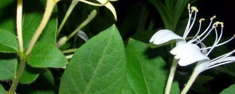 金银花的修剪时间和修剪方法（修剪金银花的最佳时间）