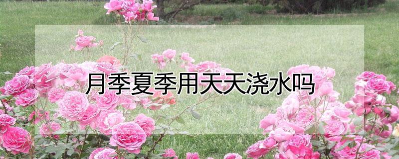 月季夏季用天天浇水吗 月季要天天浇水吗
