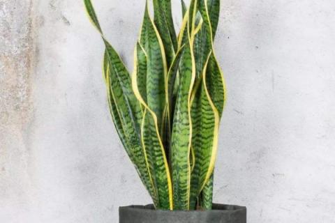 黄金虎皮兰怎么才能黄