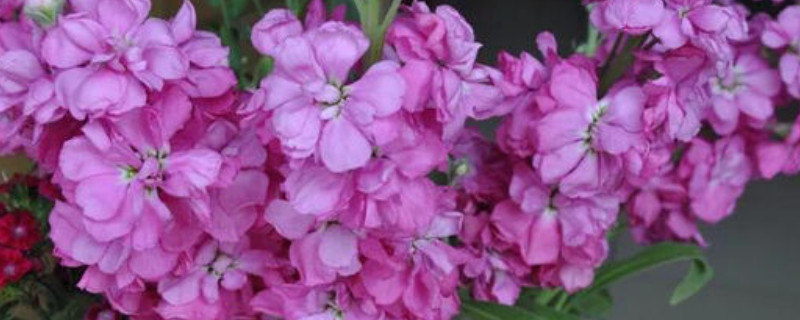 紫罗兰有白色的吗（紫罗兰是不是紫色的）