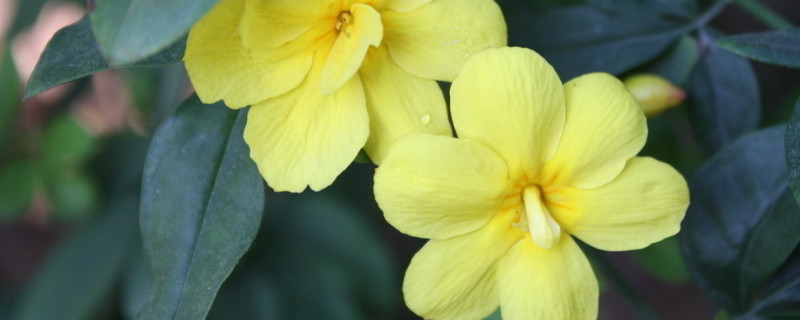 迎春花什么时候修剪 迎春花什么时候修剪摘心