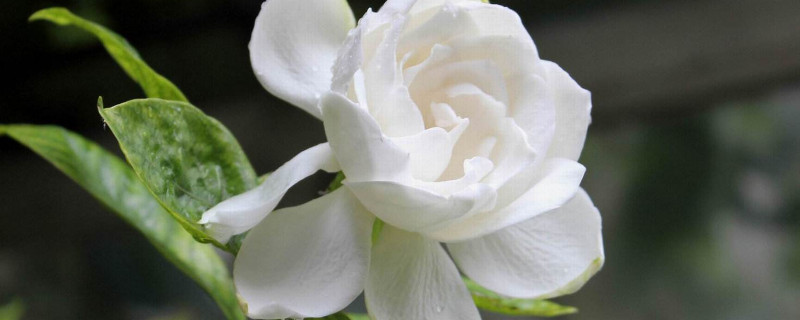 栀子花水培插扦方法 栀子插枝水培方法