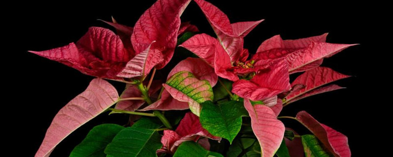 一品红花怎么养才红（一品红花的养植方法）