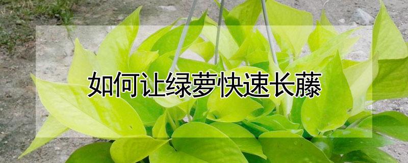 如何让绿萝快速长藤 怎样能让绿萝快速长藤
