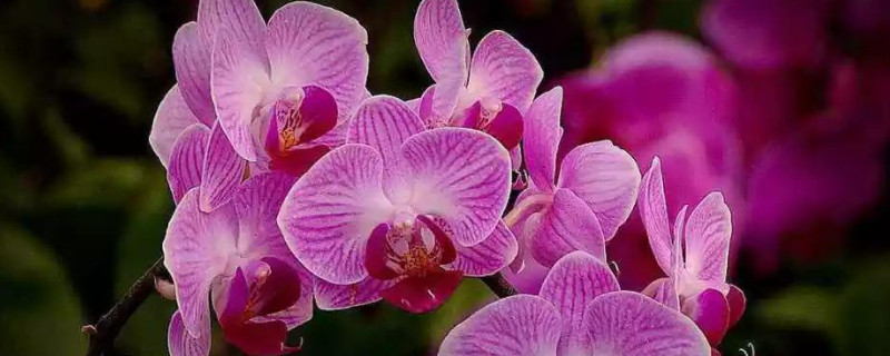 蝴蝶兰的繁殖方法有几种（蝴蝶兰的繁殖方法和栽培技术）
