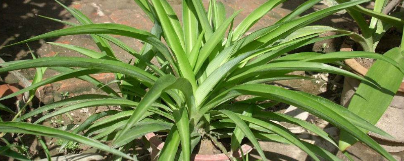 吊兰怎么养才能爆盆(油画吊兰怎么养才能爆盆)