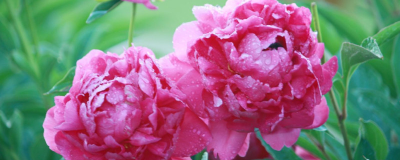 芍药出芽后怎么养 芍药发芽后如何养护