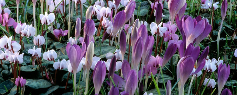 仙客来有几种颜色 仙客来有几种颜色的花