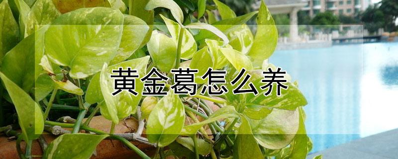 黄金葛怎么养(黄金葛怎么养才能更旺盛)
