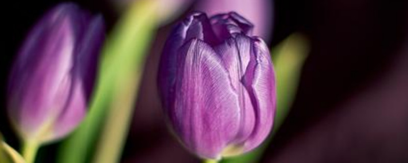 水培郁金香能留种吗 水培郁金香什么时候种