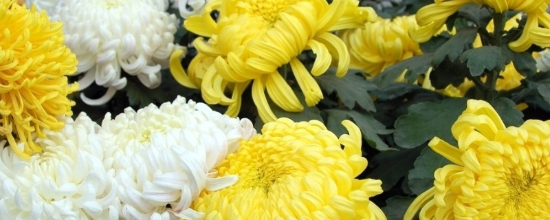 菊花种子怎么播种（菊花种子怎么播种好）