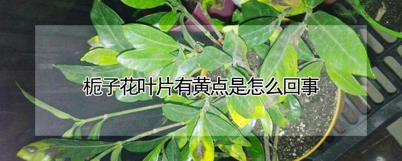 栀子花叶片有黄点是怎么回事（栀子花叶子有小黄点）