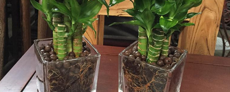 土培富贵竹的养殖方法和注意事项(土培富贵竹的养殖方法和注意事项视频)