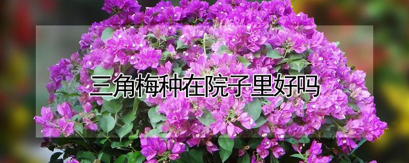 三角梅种在院子里好吗（院子里养三角梅好不好）