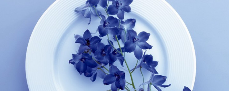 紫罗兰叶子都焉了是什么原因 紫罗兰叶子变软枯萎