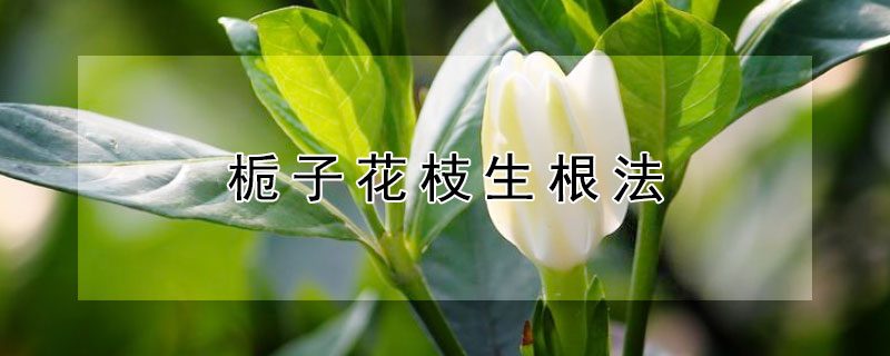 栀子花枝生根法 栀子花 根
