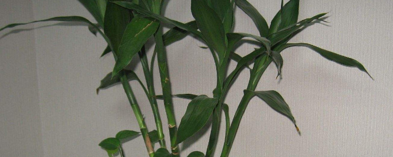 富贵竹长弯了怎么办（富贵竹越长越歪怎么办）