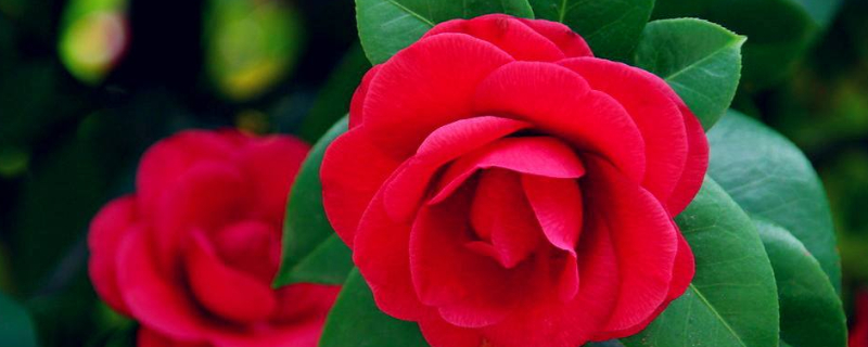 茶花叶子发黑掉了是什么原因(茶花叶子变黑脱落)