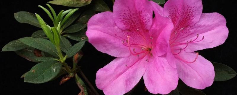 杜鹃花春天可以修剪吗 杜鹃花冬天能修剪吗