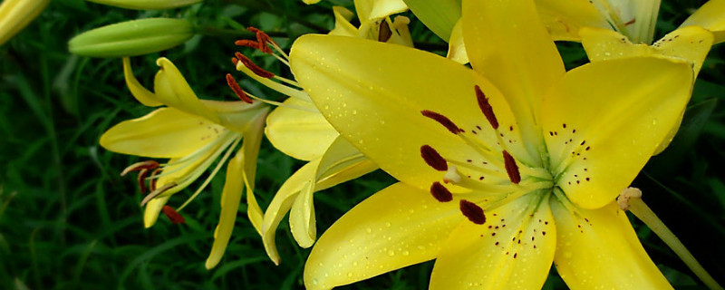 百合花需要晒太阳吗（百合花需要晒太阳吗?）