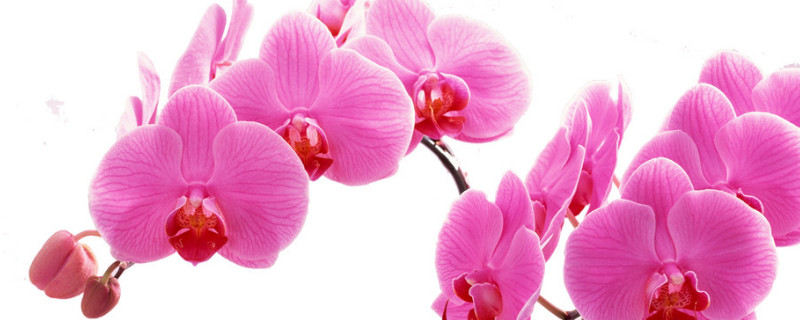 蝴蝶兰根系不好怎么办（蝴蝶兰不生根怎么办）