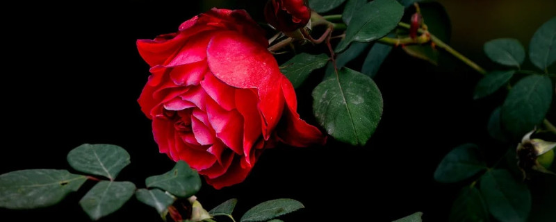 月季剪下来直接插吗(月季插花什么时候可以剪)