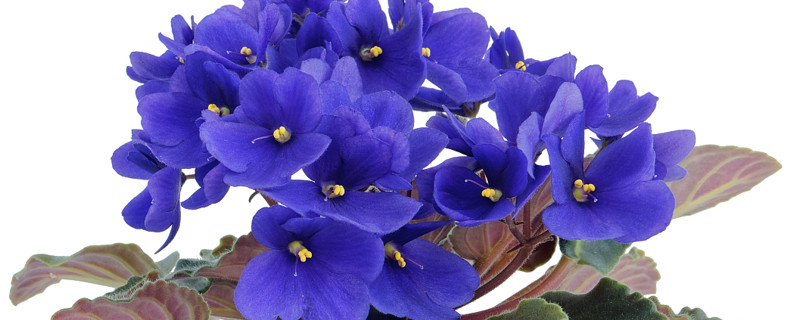 紫罗兰长的太长了怎么办（紫罗兰长得太长了怎么办）