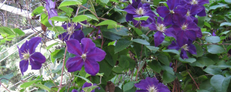 紫罗兰种子的种植方法（紫罗兰种子的种植方法介绍）