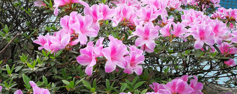 杜鹃花十月开花正常吗(杜鹃花十一月开花怎么回事)