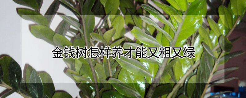 金钱树怎样养才能又粗又绿 金钱树怎么养才能粗壮