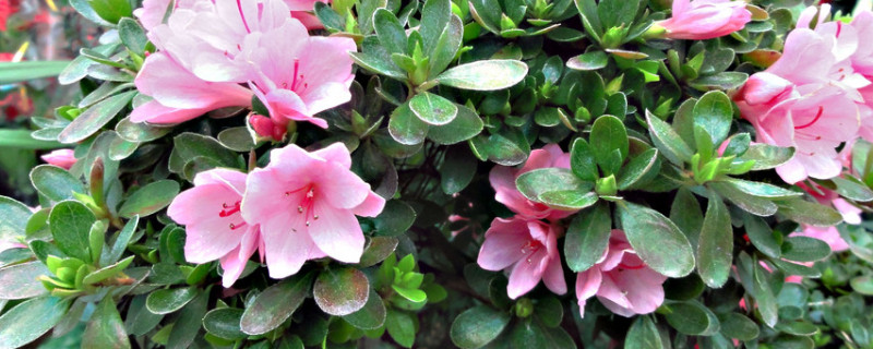 杜鹃花剪枝能插活吗（干枝杜鹃花能插活不）