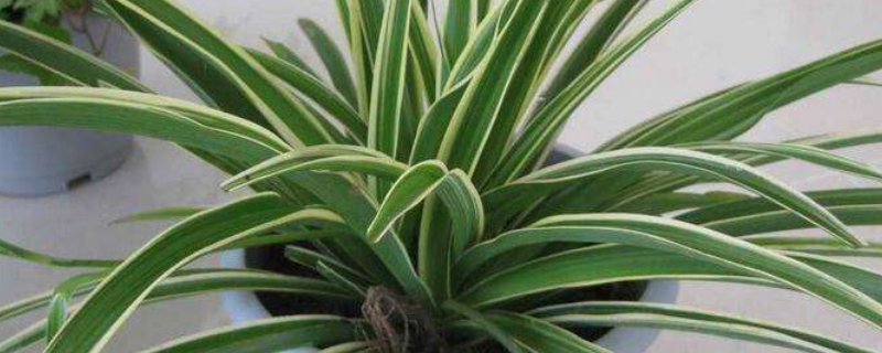 吊兰为什么要放鸡蛋壳（吊兰里面可以放鸡蛋吗）