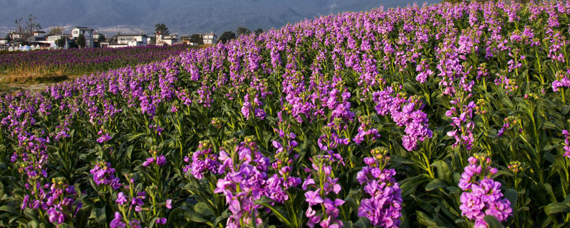 紫罗兰花怕冻吗（紫罗兰花冬天会不会冻死）