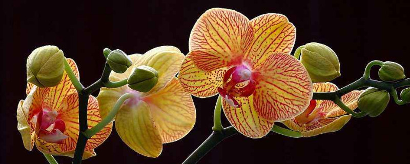 蝴蝶兰种植完需要立马浇水吗 蝴蝶兰每次浇水都要浇透吗