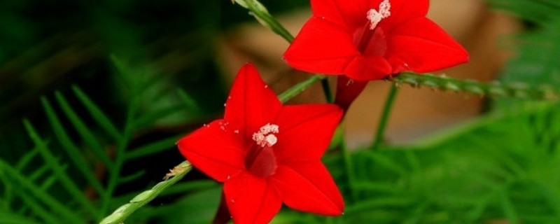 星星花是什么花（星星花是什么样子的）