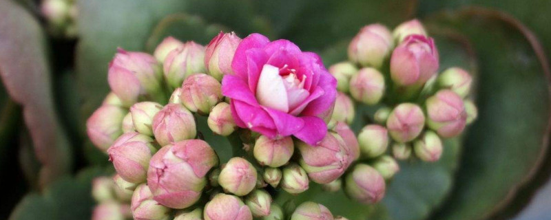 长寿花掉叶子怎么回事（长寿花掉叶子怎么回事都掉光了）