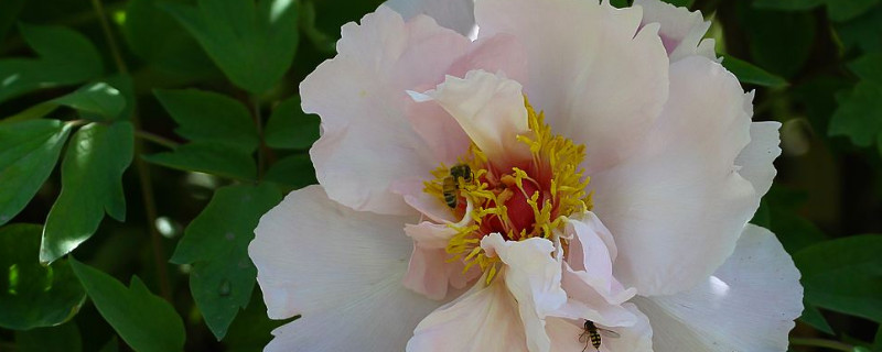 牡丹花种子什么时候成熟（牡丹花种子采收时间）