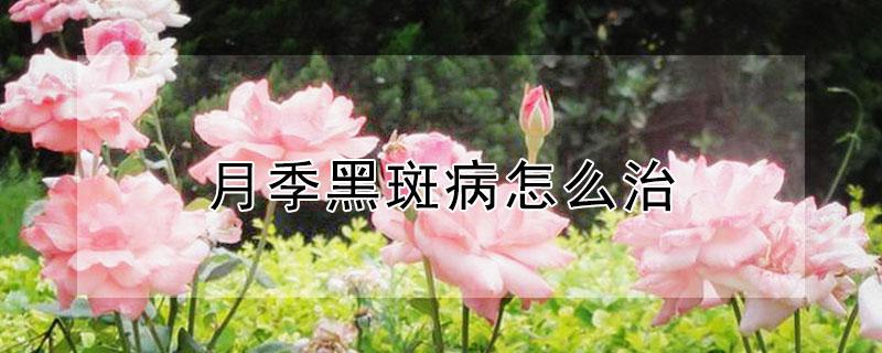 月季黑斑病怎么治 月季得了黑斑病怎么治