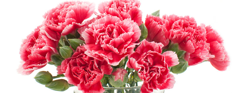 有香味的康乃馨是什么品种(哪种康乃馨比较香)