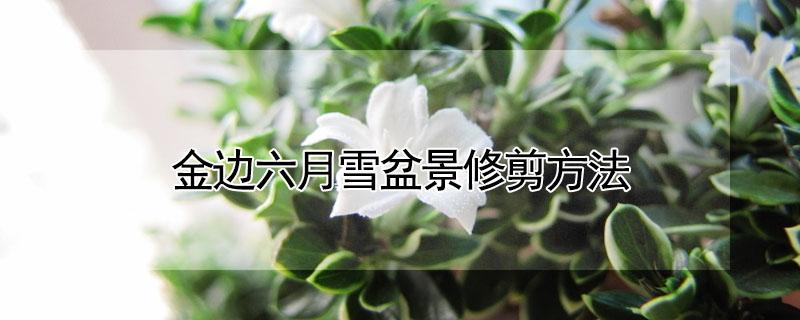 金边六月雪盆景修剪方法 金边六月雪的修剪方法